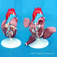 Heart Anatomic Demonstration Model for Medical Teaching (R120104)